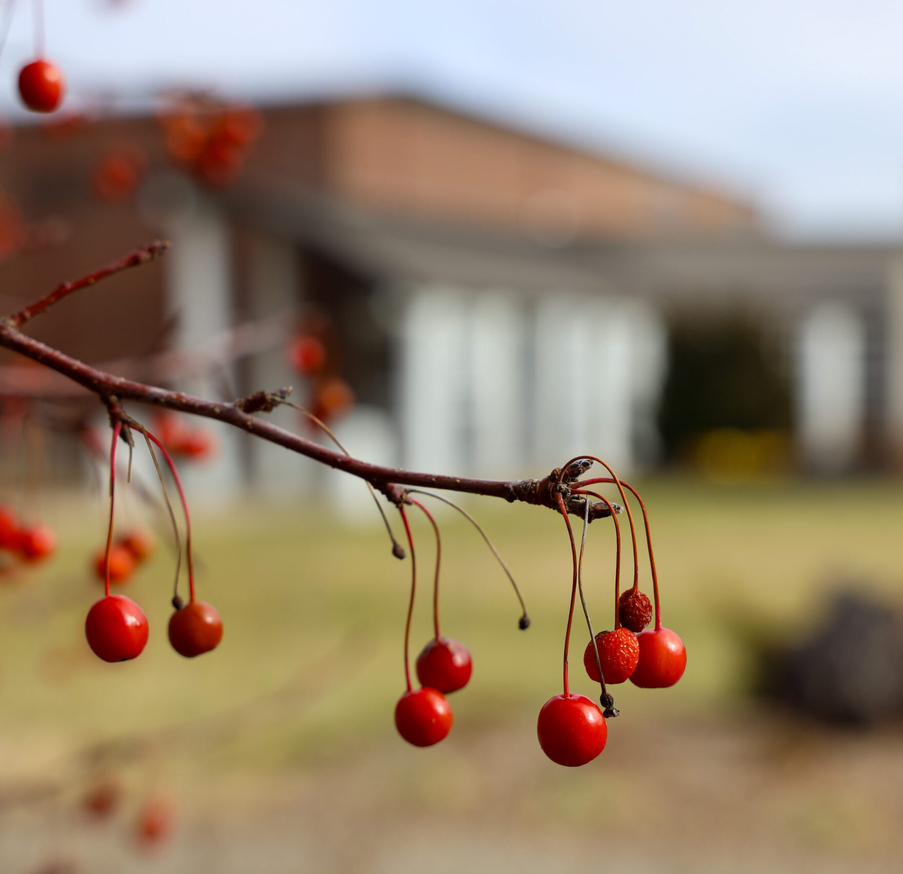 berries