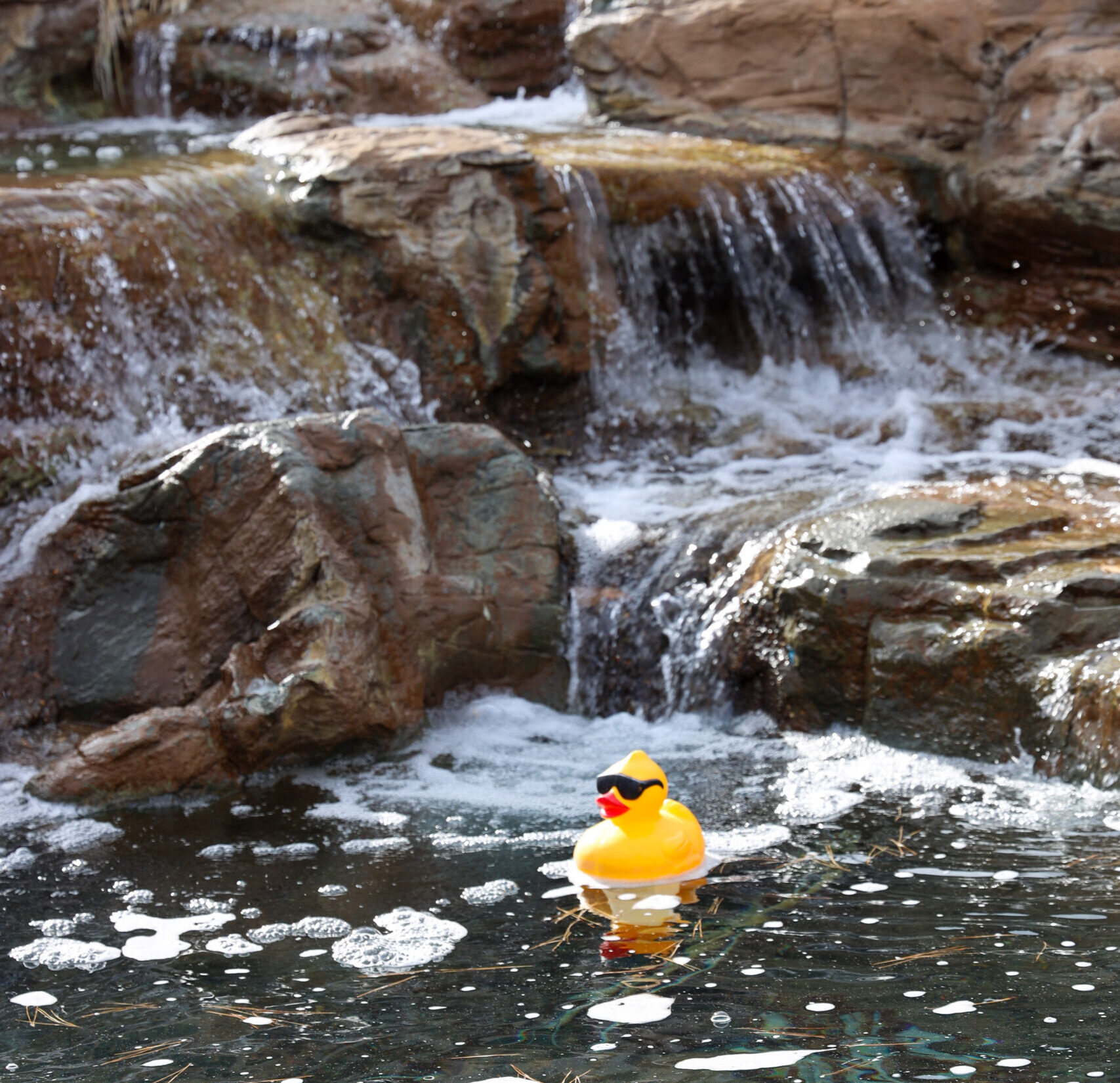 Duck in the fountain