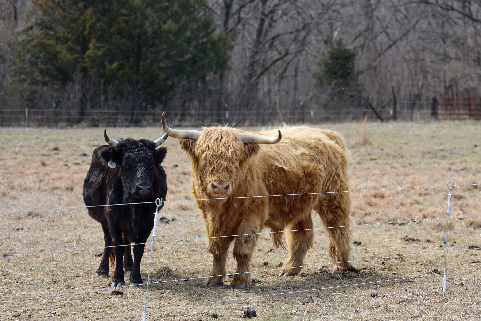 Two cows together in field