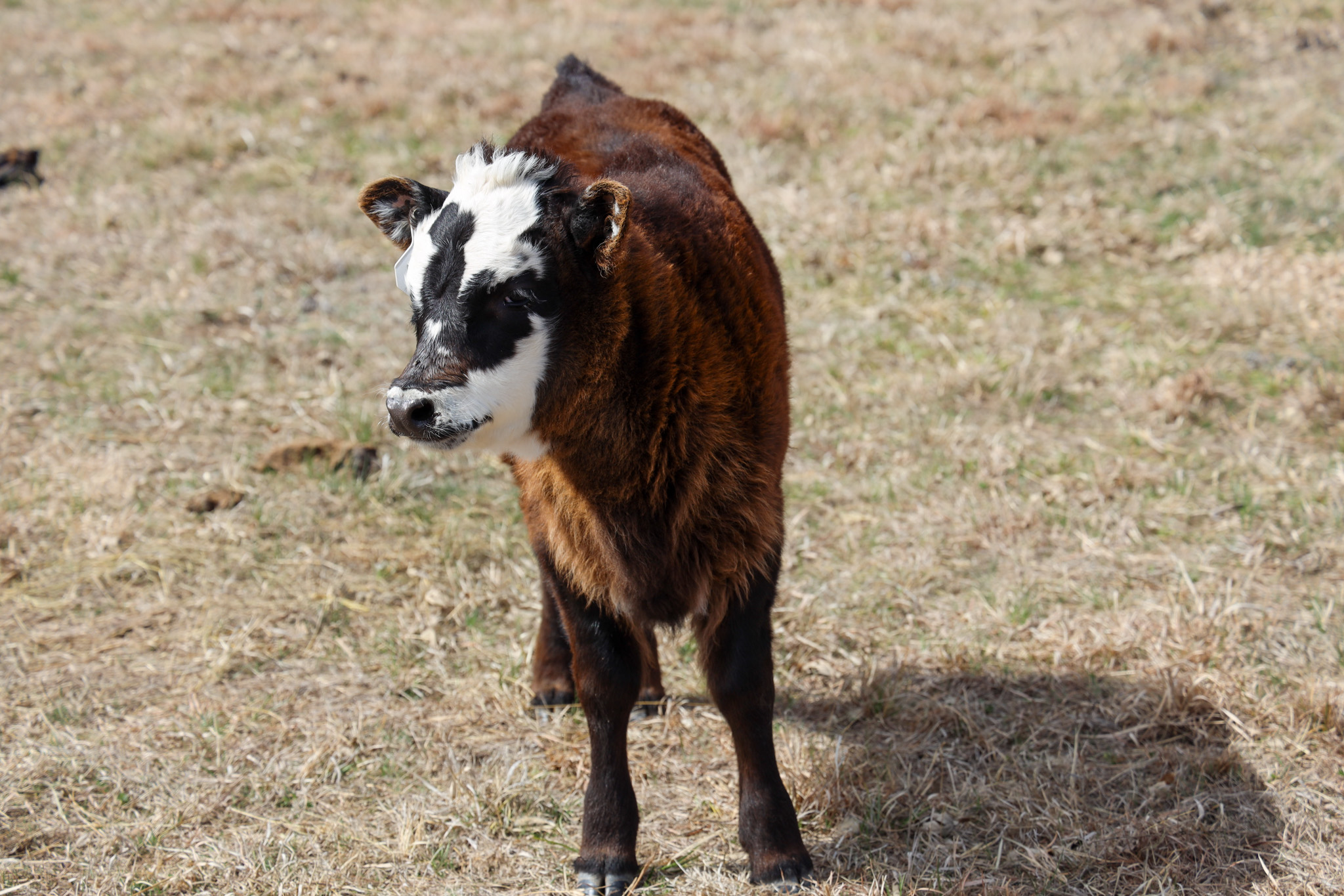 Cow in field