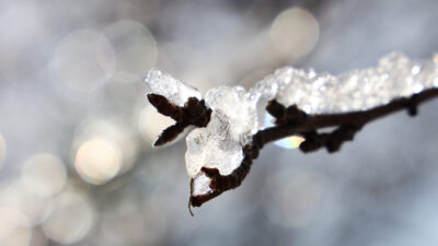 ice on tree branch on campus