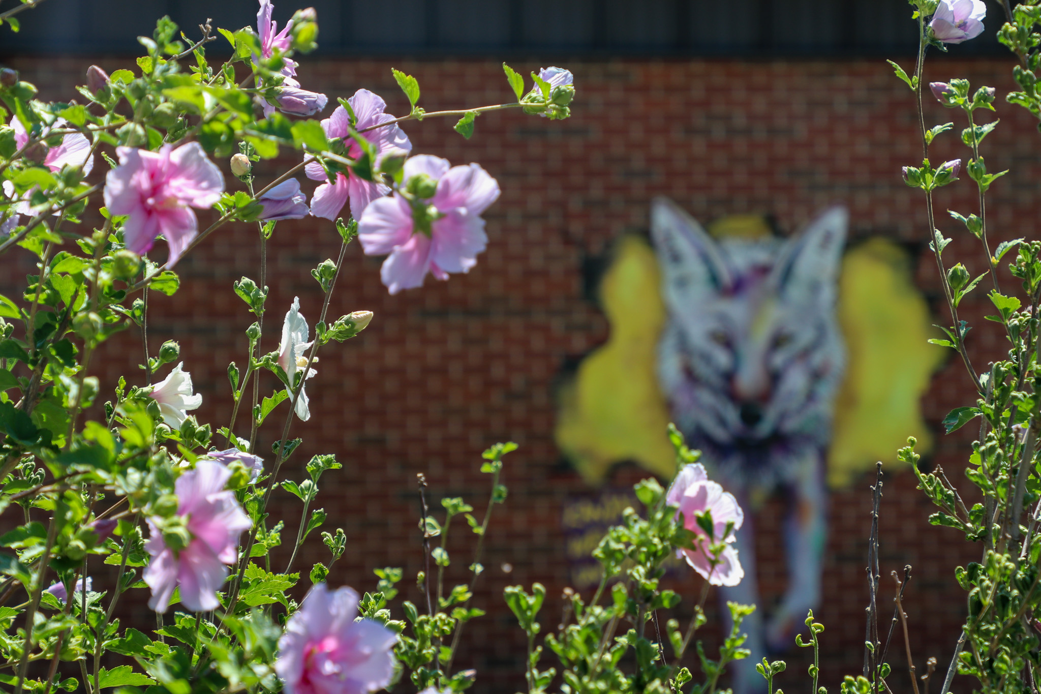 Flowers with Coyote mural in background