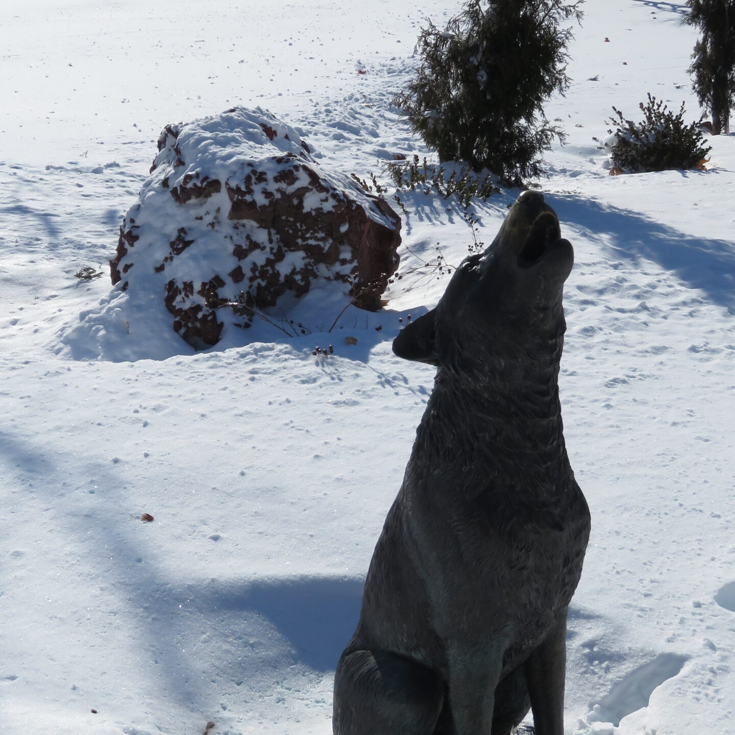 Coyote statue in snow