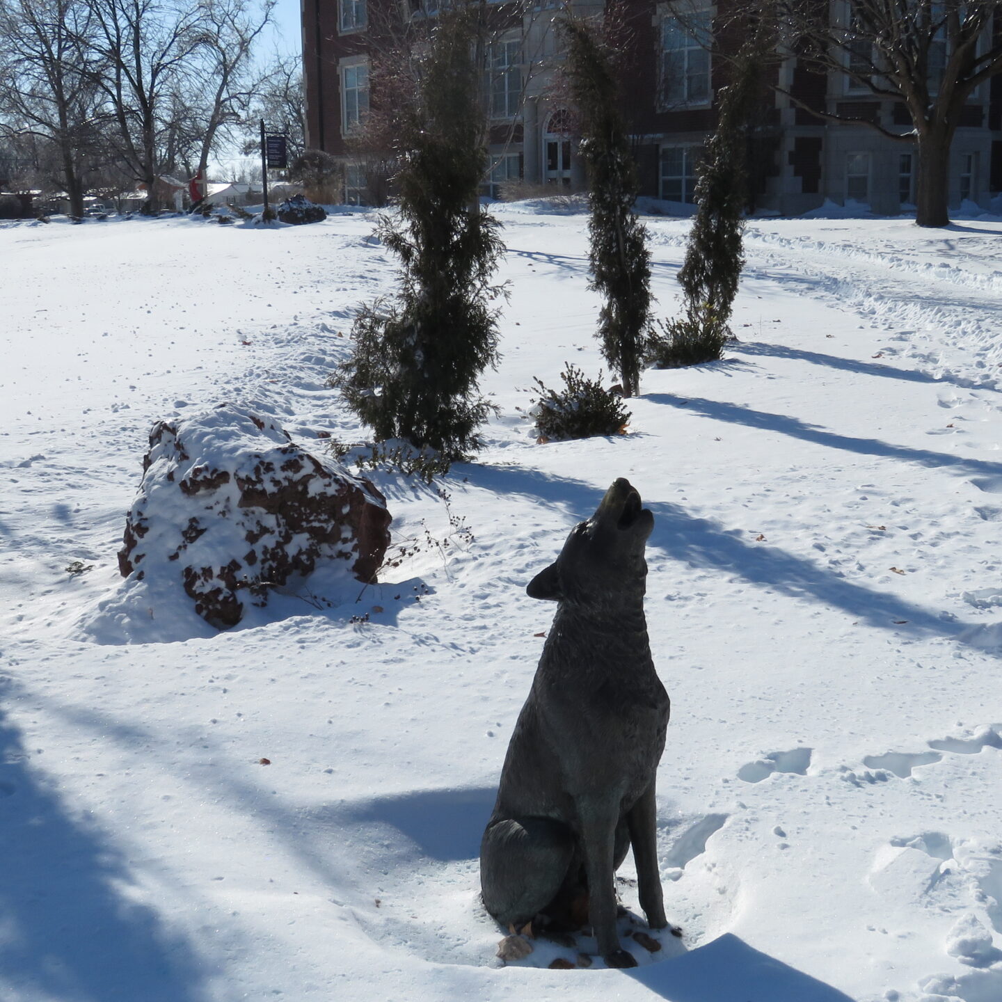 Coyote statue in snow with trees and rocks behind