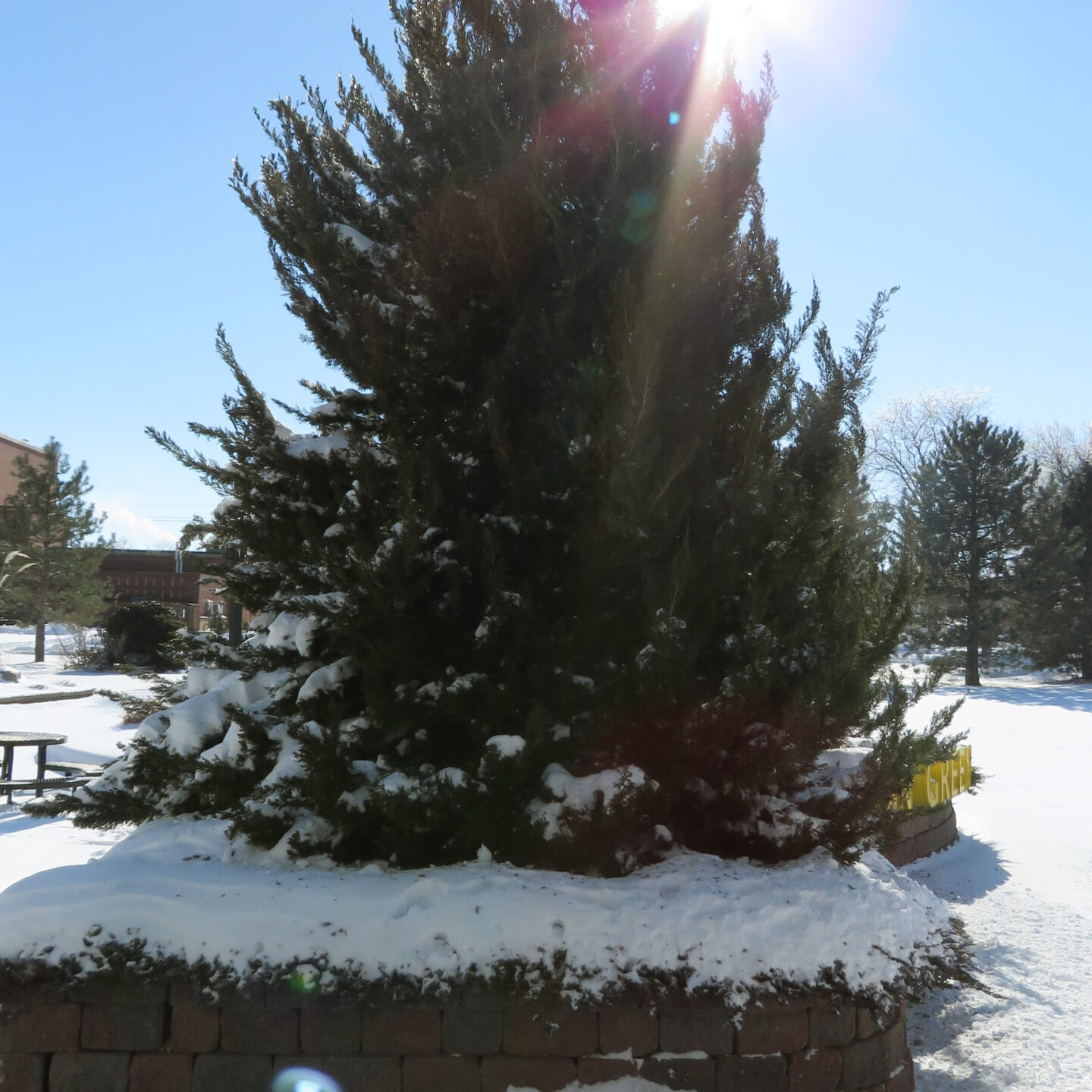 Snowy pine tree near Bevan Green