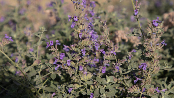 Lilac Flowers on green bush