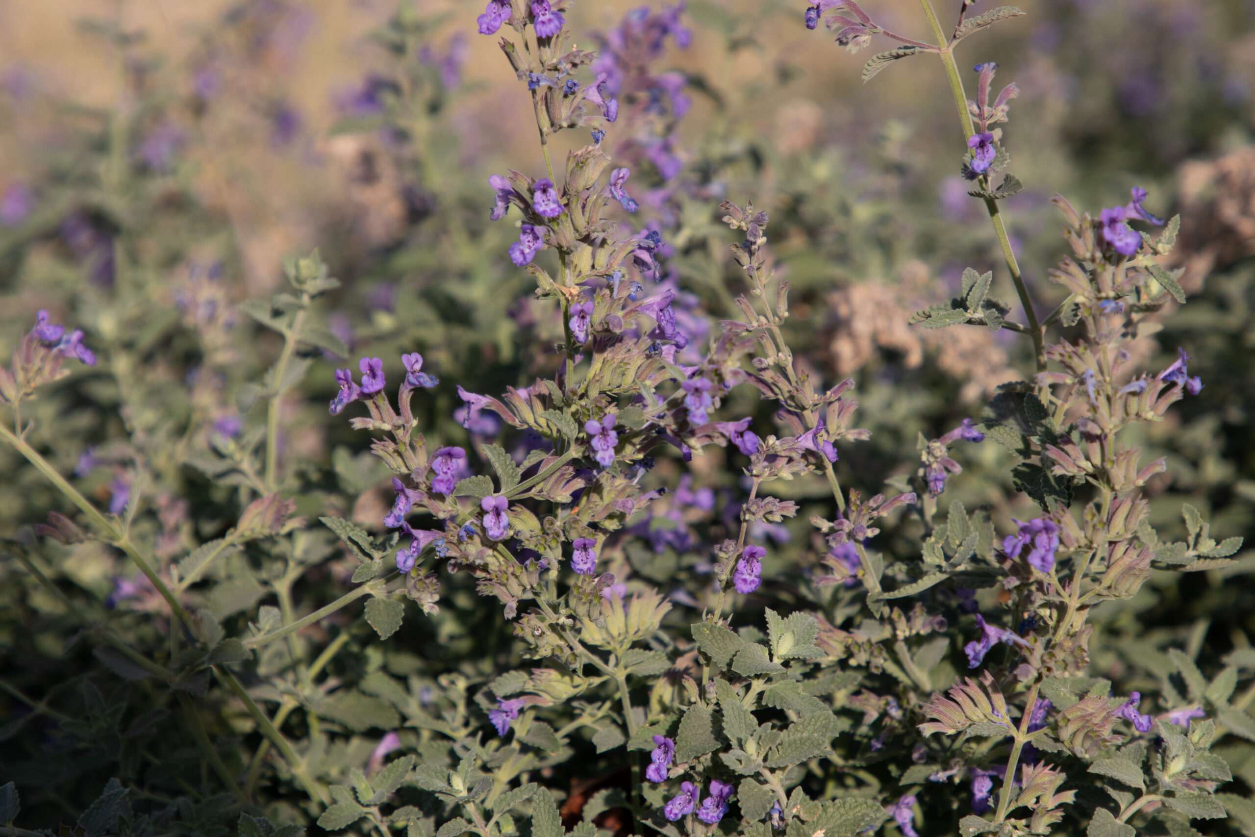 Lilac Flowers on green bush